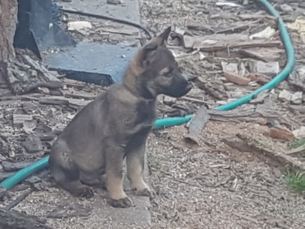 Du Fort De La Trapp - Chiots disponibles - Berger Allemand